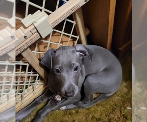 Italian Greyhound Puppy for sale in GRAHAM, WA, USA