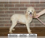 Small Photo #1 Poodle (Miniature) Puppy For Sale in CLARKRANGE, TN, USA