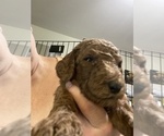 Small Photo #7 Poodle (Standard) Puppy For Sale in BARTLETT, TX, USA