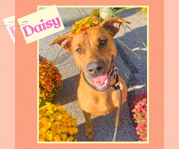 Medium Photo #1 American Pit Bull Terrier-Greyhound Mix Puppy For Sale in Williamsburg, IA, USA