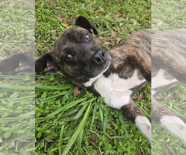 Medium Photo #1 Mutt Puppy For Sale in Jackson, MS, USA