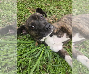 Mutt Dogs for adoption in Jackson, MS, USA