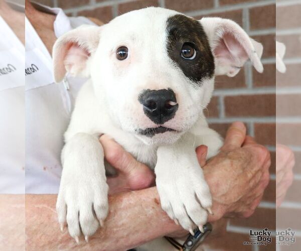 Medium Photo #5 Labrador Retriever-Unknown Mix Puppy For Sale in Washington, DC, USA