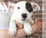 Small #4 Labrador Retriever Mix