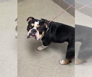 Bulldog-Unknown Mix Dogs for adoption in Las Vegas, NV, USA
