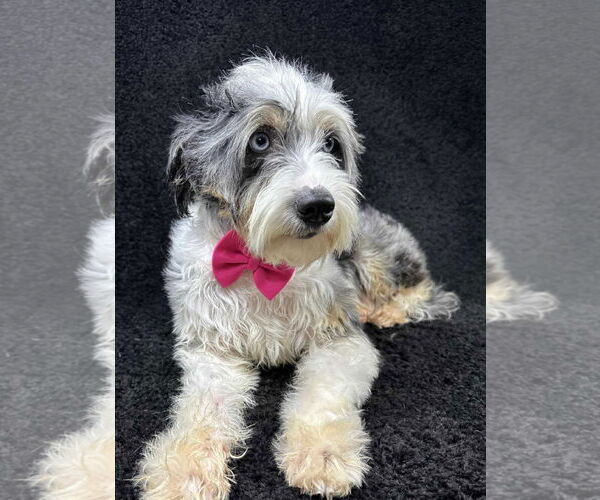Medium Photo #3 Australian Shepherd-Unknown Mix Puppy For Sale in Grafton, WI, USA