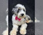 Small #2 Australian Shepherd Mix