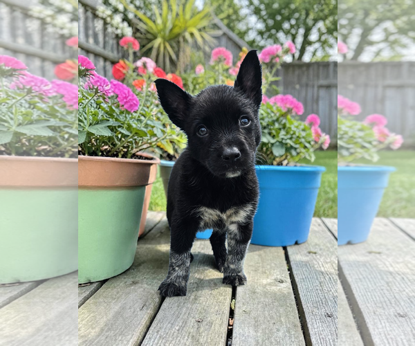 Medium Photo #3 Mutt Puppy For Sale in McKinney, TX, USA