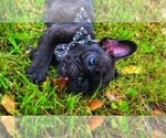 Small Photo #2 French Bulldog Puppy For Sale in PARAGON, IN, USA