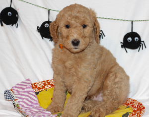 Goldendoodle Puppy for sale in FRANKLIN, KY, USA