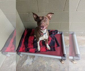 Mutt Dogs for adoption in McCormick, SC, USA