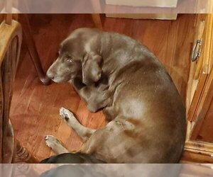 Labrador Retriever Dogs for adoption in OCALA, FL, USA