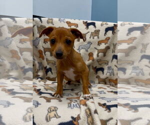 Dachshund-Unknown Mix Dogs for adoption in Weston, FL, USA