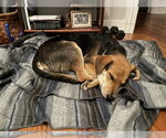 Small #11 Mutt