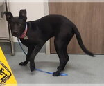 Small Labrador Retriever
