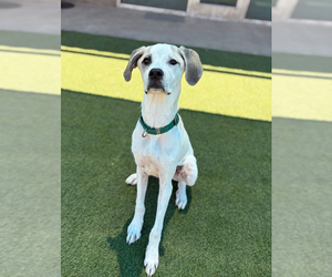 Great Dane-Unknown Mix Dogs for adoption in Andover, MN, USA