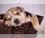 Small #6 Siberian Husky Mix