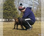 Small #2 American Pit Bull Terrier-Siberian Husky Mix