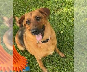 German Shepherd Dog-Unknown Mix Dogs for adoption in San Antonio, TX, USA