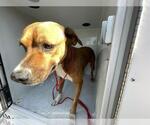 Small American Pit Bull Terrier Mix