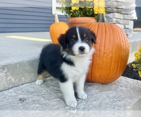 Medium Photo #5 Australian Shepherd Puppy For Sale in LODA, IL, USA