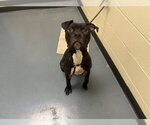 Small American Pit Bull Terrier