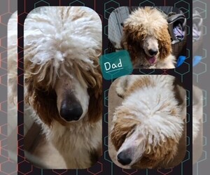 Father of the Poodle (Standard) puppies born on 01/30/2022