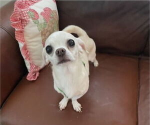 Chihuahua-Unknown Mix Dogs for adoption in Royse City, TX, USA