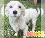 Small Maltese