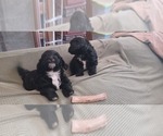 Small #2 Hava-Apso
