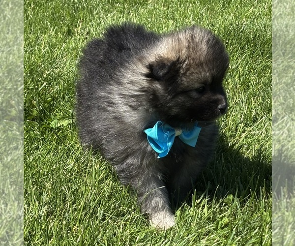 Medium Photo #6 Pomeranian Puppy For Sale in ROCK STREAM, NY, USA