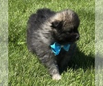 Small #5 Pomeranian