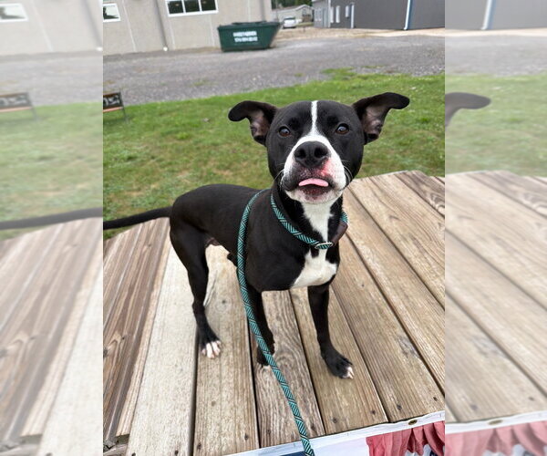 Medium Photo #4 American Staffordshire Terrier-Unknown Mix Puppy For Sale in Pierceton , IN, USA