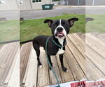 Small #3 American Staffordshire Terrier Mix