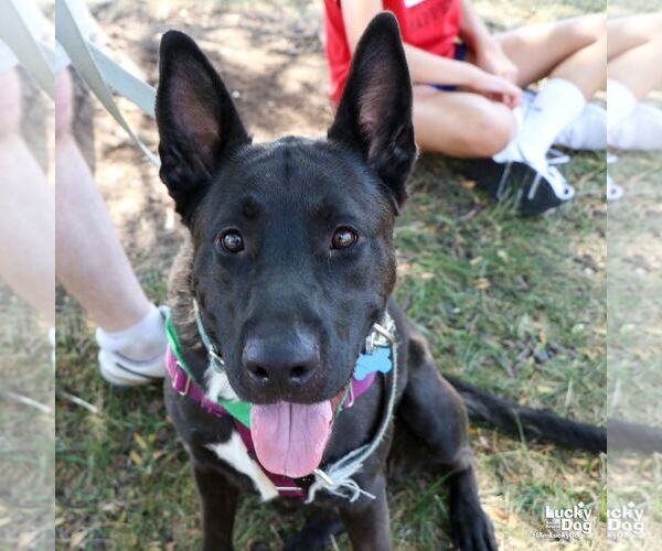 Medium Photo #4 Mutt Puppy For Sale in Washington, DC, USA