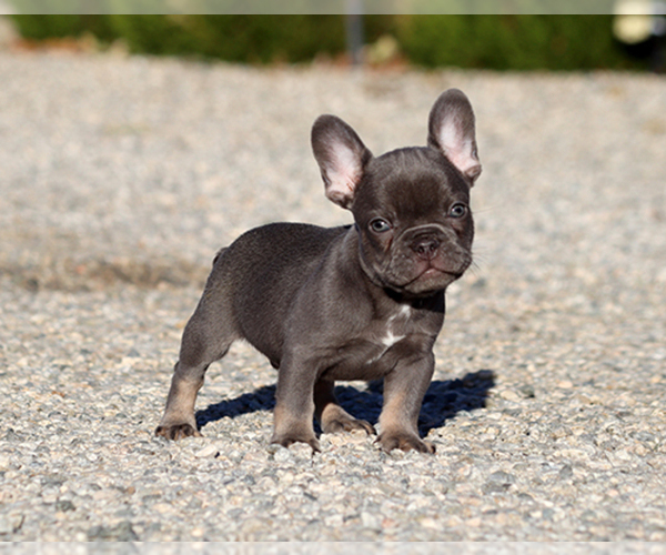 Medium Photo #8 French Bulldog Puppy For Sale in LITTLEROCK, CA, USA