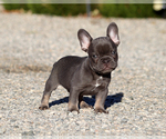 Felix - Male French Bulldog Puppy for Sale - Photo #8