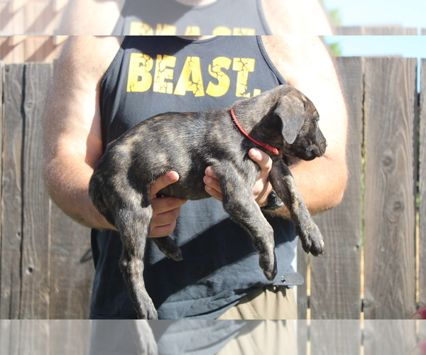 Medium Photo #7 Presa Canario Puppy For Sale in OAKLEY, CA, USA
