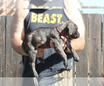 Small #6 Presa Canario