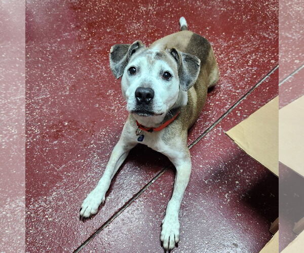 Medium Photo #20 American Pit Bull Terrier-Unknown Mix Puppy For Sale in Fargo, ND, USA