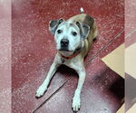 Small #19 American Pit Bull Terrier Mix