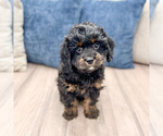 Small #2 Cavapoo (Miniature)