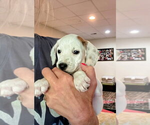 Beagle-Pointer Mix Dogs for adoption in Aurora, IN, USA