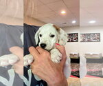 Small Beagle-Pointer Mix
