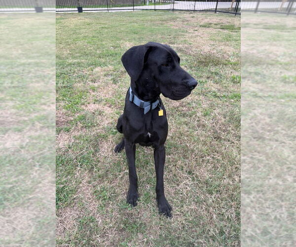 Medium Photo #3 Great Dane-Unknown Mix Puppy For Sale in Bullard, TX, USA
