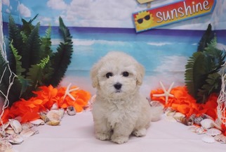 Maltipoo Puppy for sale in LAS VEGAS, NV, USA