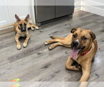 Small #27 Labrador Retriever-Rhodesian Ridgeback Mix