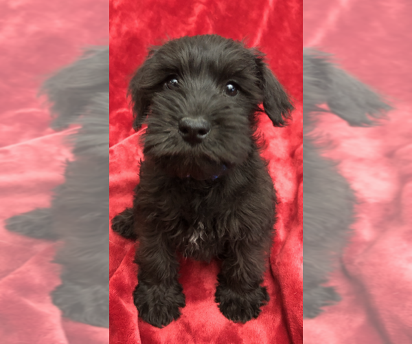 Medium Photo #3 Schnauzer (Miniature) Puppy For Sale in ROLLA, MO, USA