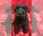 Small Photo #3 Schnauzer (Miniature) Puppy For Sale in ROLLA, MO, USA