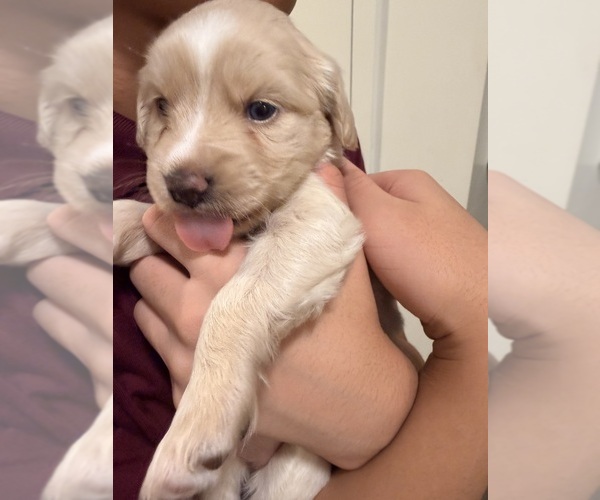 Medium Photo #3 Alaskan Husky-Cock-A-Poo Mix Puppy For Sale in YONKERS, NY, USA